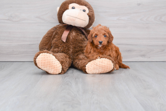 Hypoallergenic Golden Retriever Poodle Mix Puppy