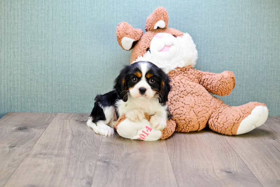 Cavalier King Charles Spaniel Puppy for Adoption