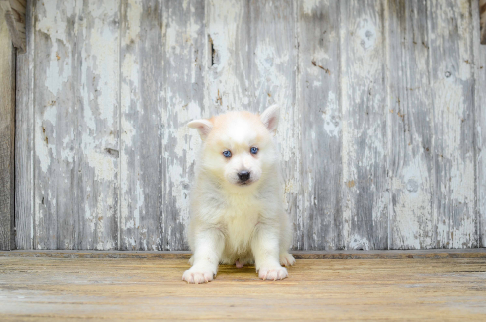 Friendly Pomsky Baby