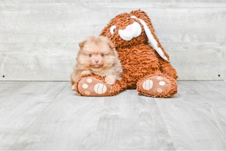 Cute Pomeranian Purebred Puppy