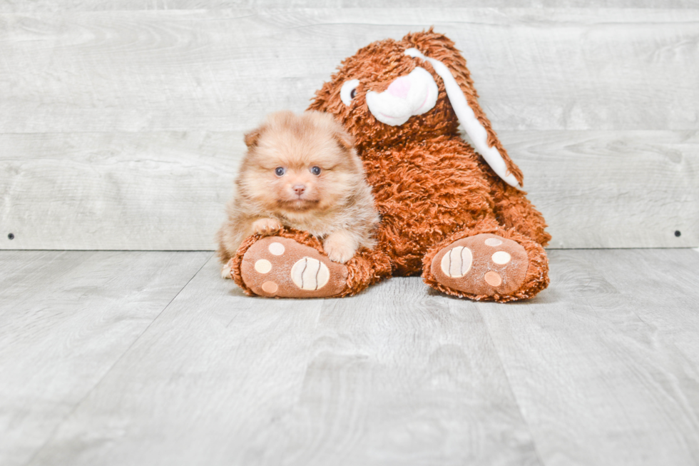 Cute Pomeranian Purebred Puppy