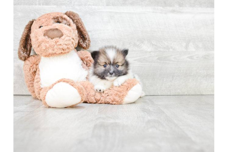 Small Pomeranian Baby