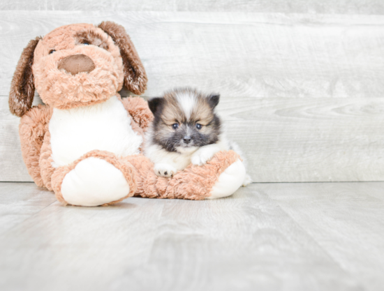 Small Pomeranian Baby