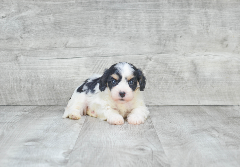 Cavachon Puppy for Adoption