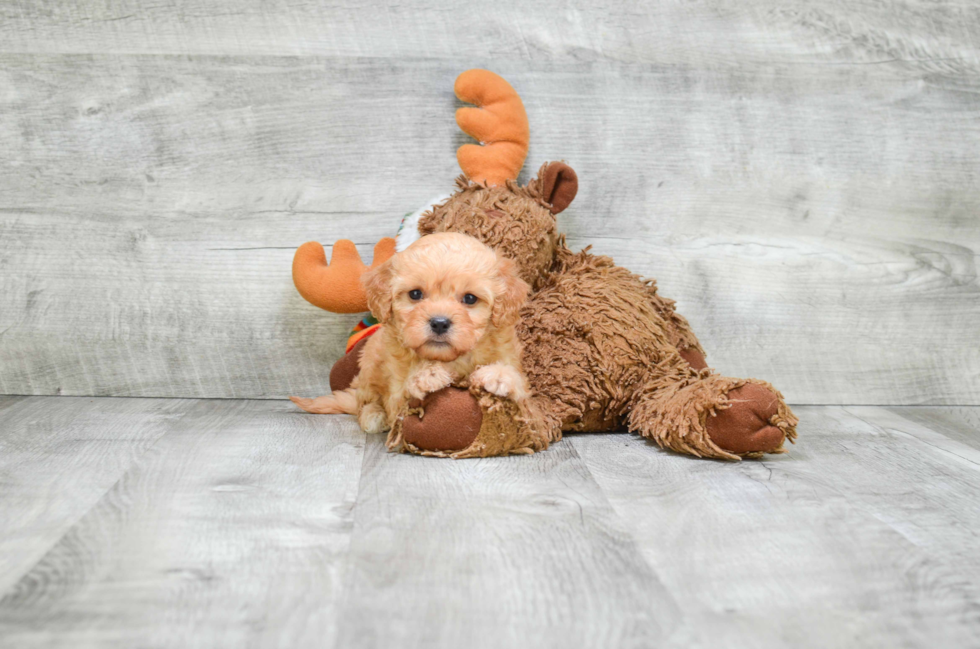 Energetic Cavoodle Poodle Mix Puppy