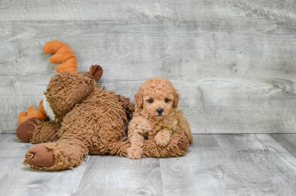 Energetic Pudle Purebred Puppy