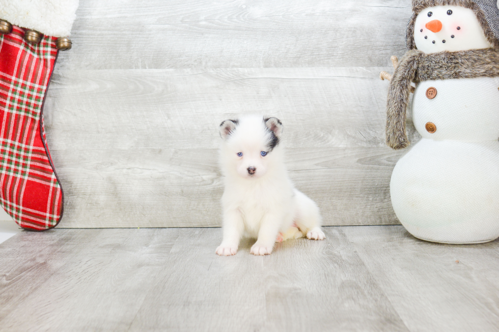 Pomsky Puppy for Adoption