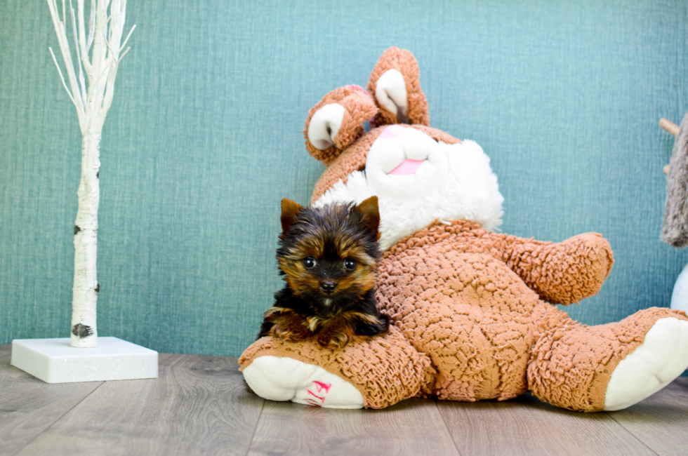 Meet Micro Teacup-Rebecca - our Yorkshire Terrier Puppy Photo 