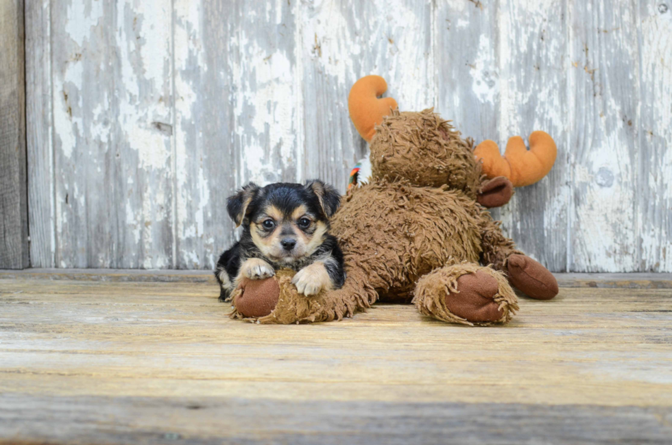 Happy Morkie Baby