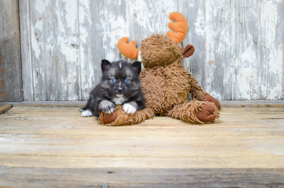 Pomsky Pup Being Cute