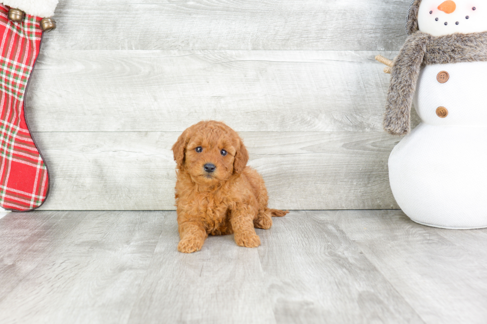 Petite Mini Goldendoodle Poodle Mix Pup