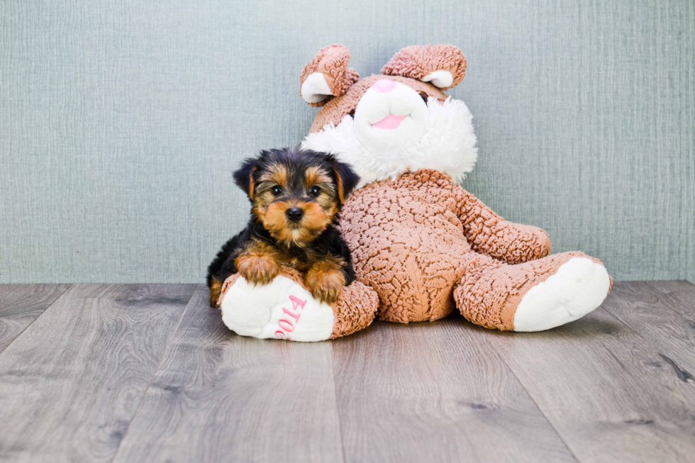 Meet Bronze - our Yorkshire Terrier Puppy Photo 