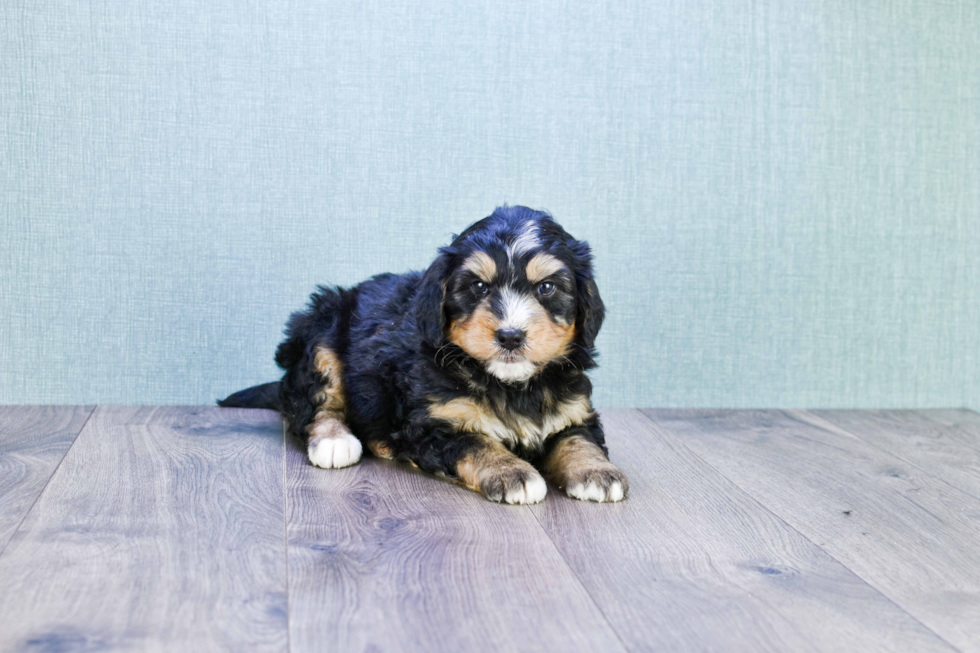 Energetic Mini Berniedoodle Poodle Mix Puppy