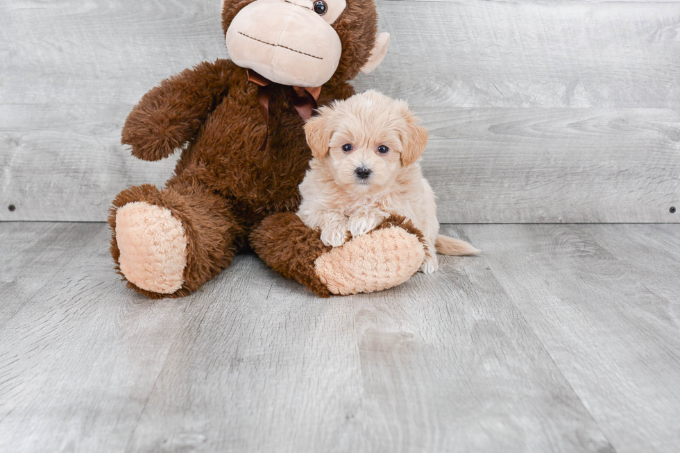 Best Maltipoo Baby