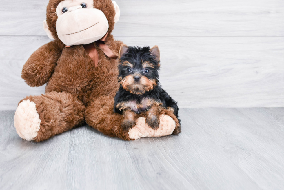 Meet Nugget - our Yorkshire Terrier Puppy Photo 