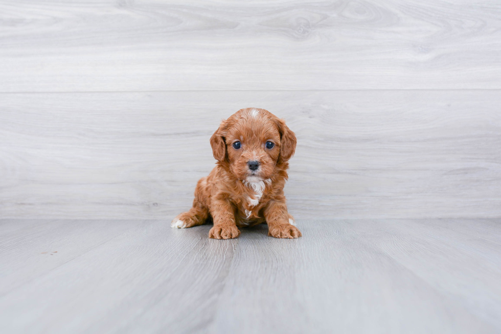 Small Cavapoo Baby