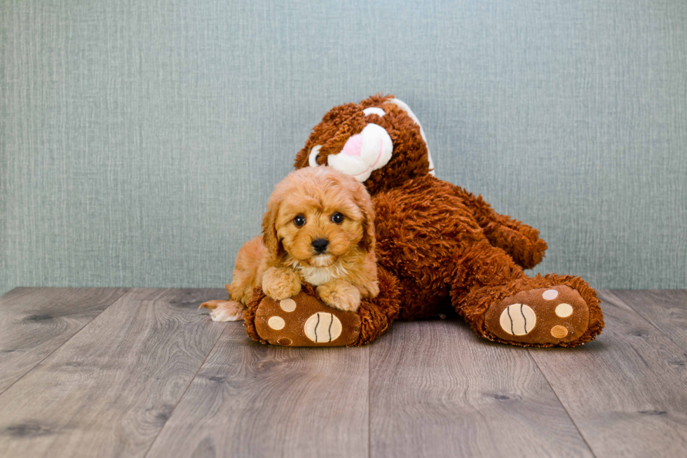 Friendly Cavapoo Baby