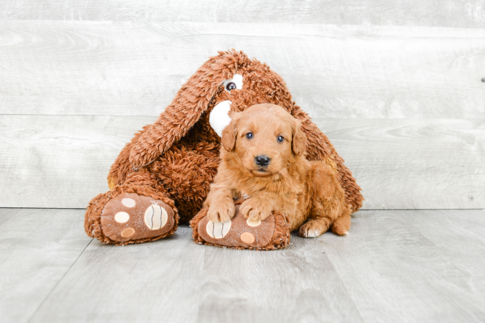 Little Golden Retriever Poodle Mix Puppy