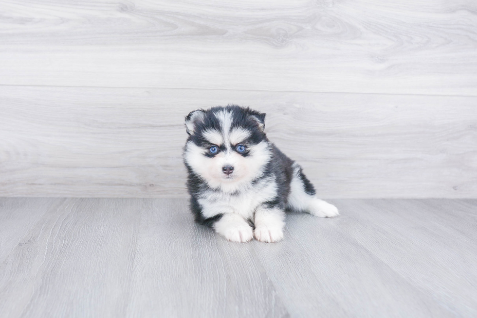 Adorable Mini Husky Designer Puppy