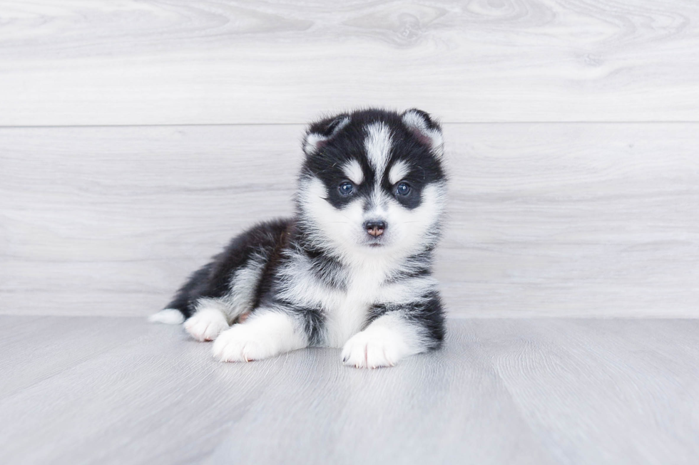 Little Mini Husky Designer Puppy