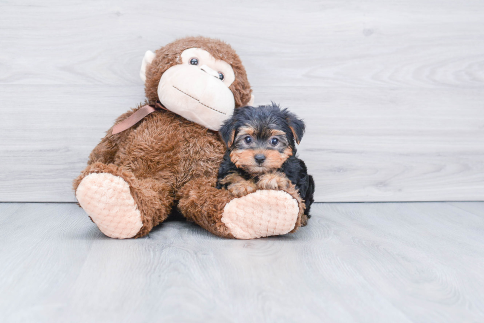 Meet Avery - our Yorkshire Terrier Puppy Photo 