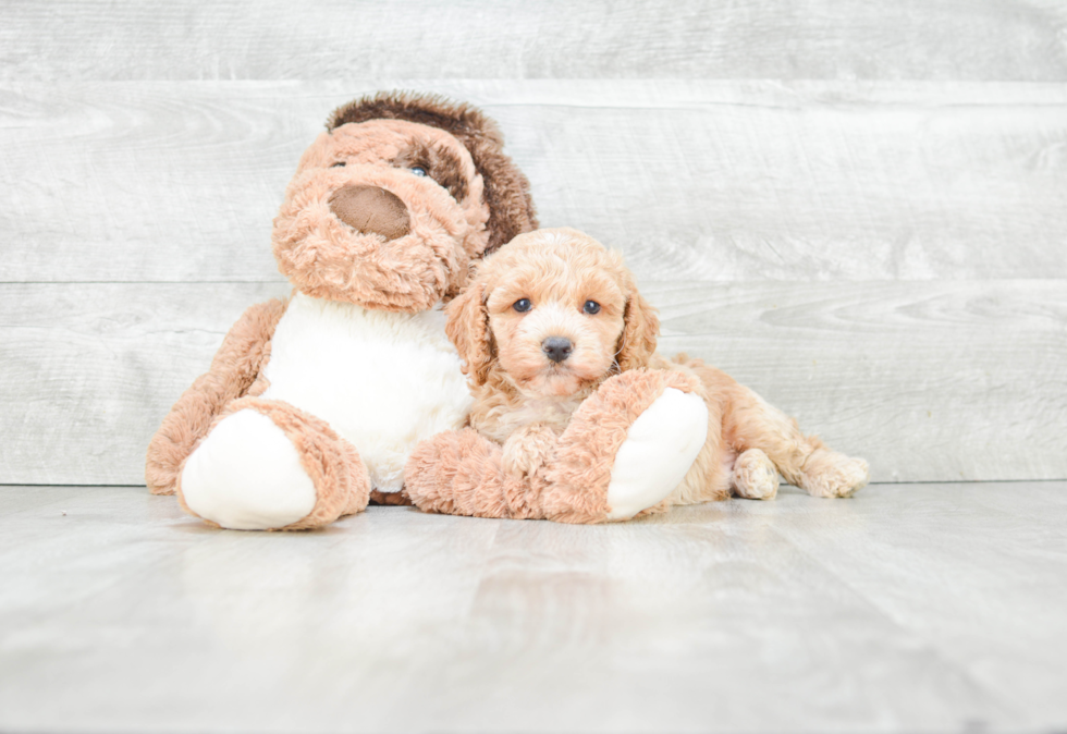 Best Cockapoo Baby