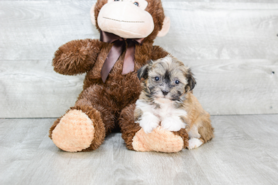 Happy Havanese Purebred Puppy