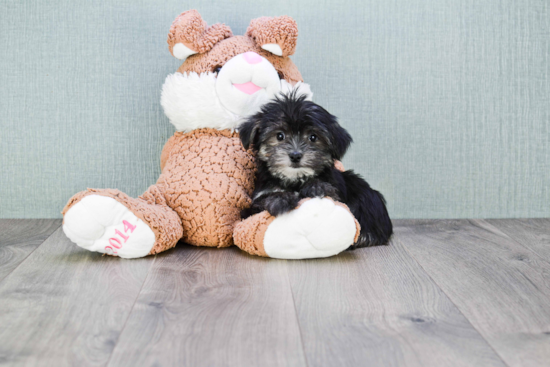 Playful Yorkie Designer Puppy