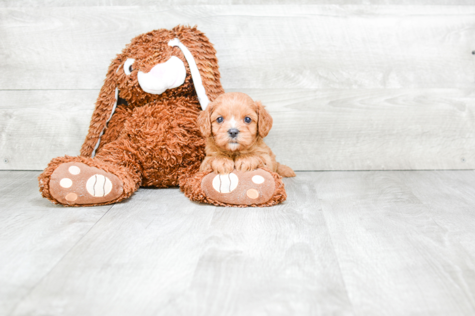 Little Cavoodle Poodle Mix Puppy