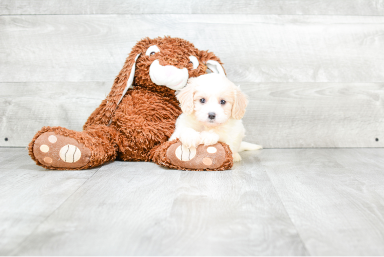 Happy Cavachon Baby