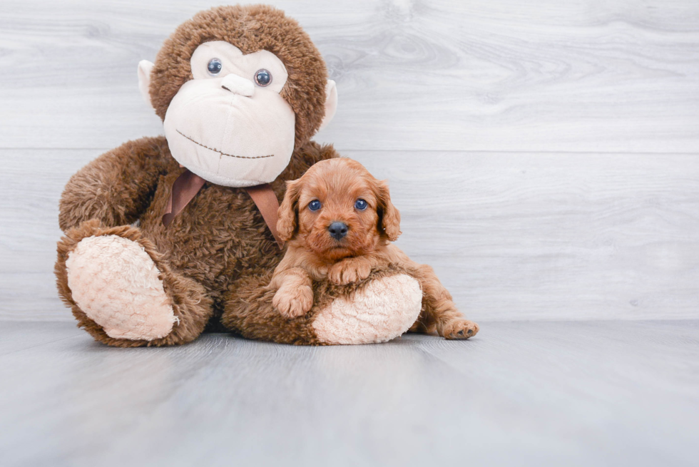 Petite Cavapoo Poodle Mix Pup