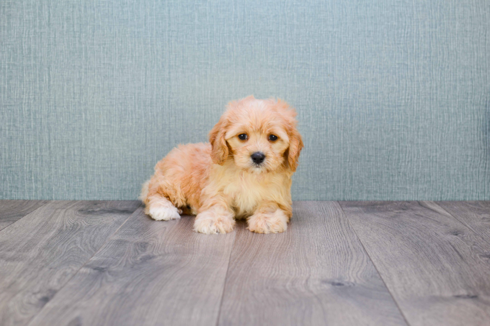 Friendly Cavachon Baby