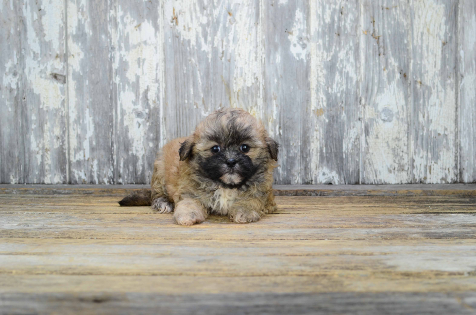 Happy Teddy Bear Baby