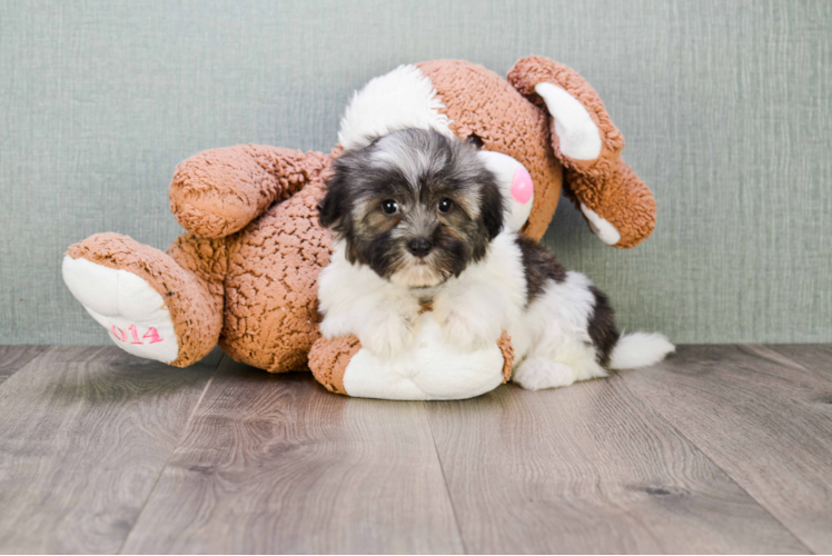 Akc Registered Havanese Baby