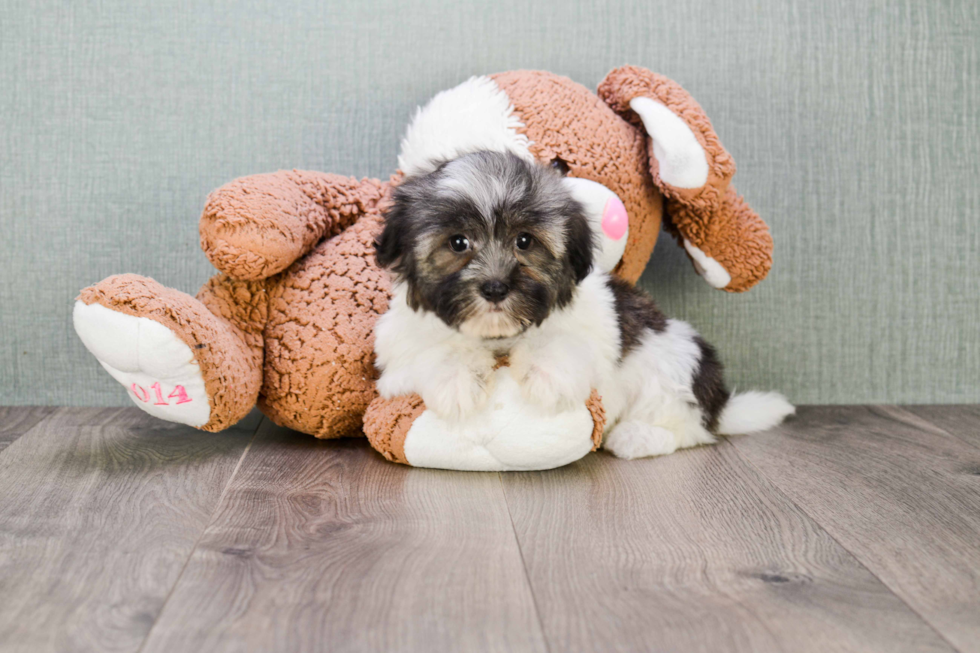 Akc Registered Havanese Baby
