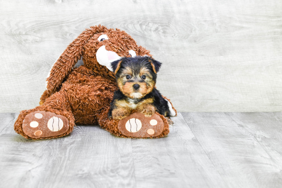 Meet Diddy - our Yorkshire Terrier Puppy Photo 