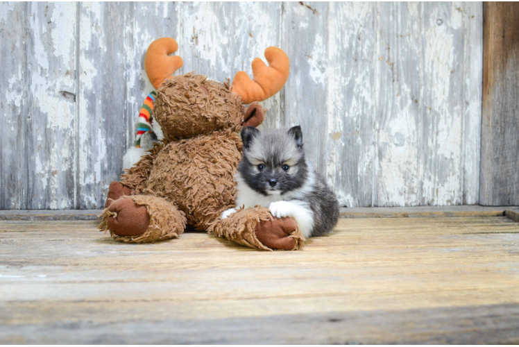 Small Pomeranian Baby