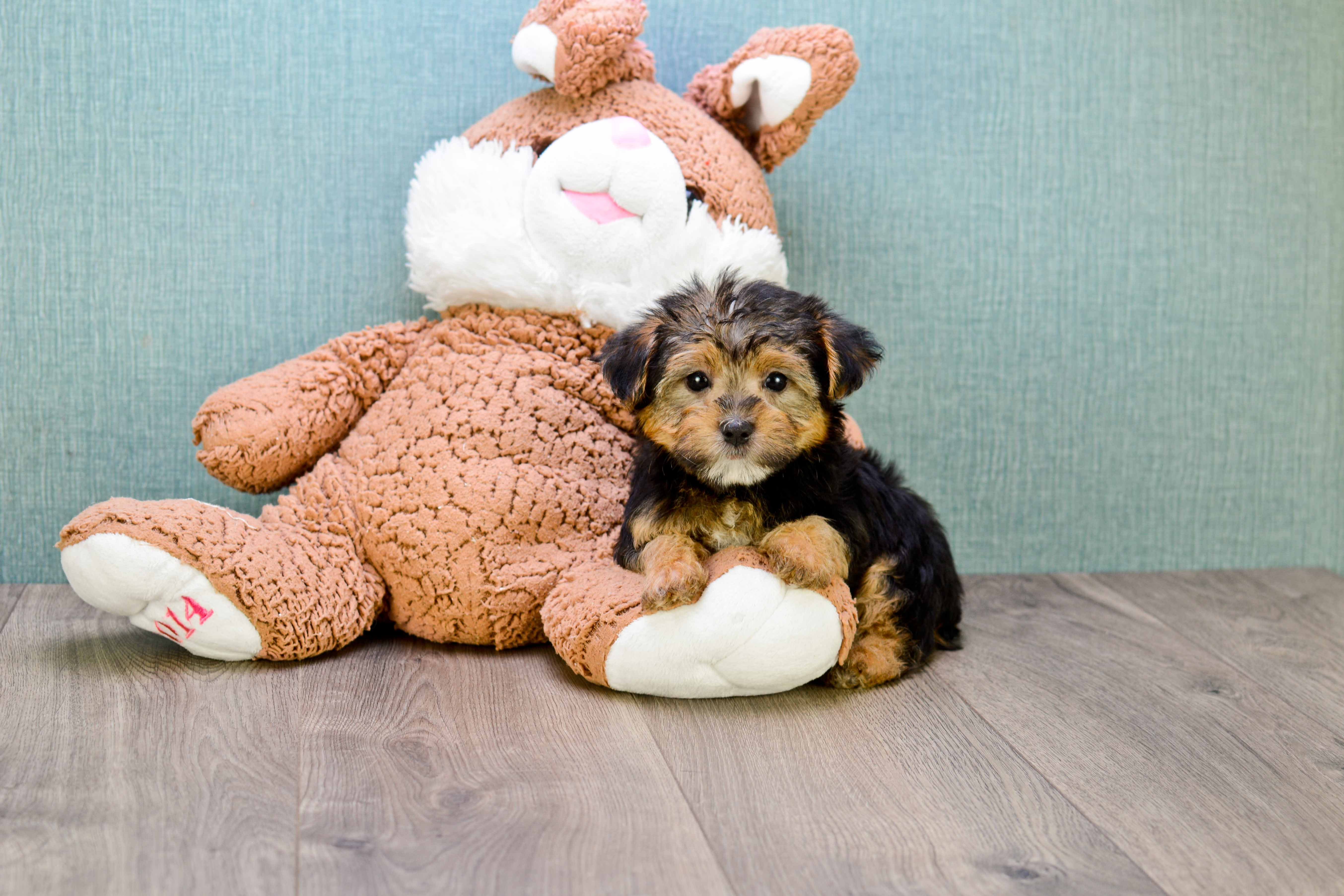 Little Yorkie Designer Puppy