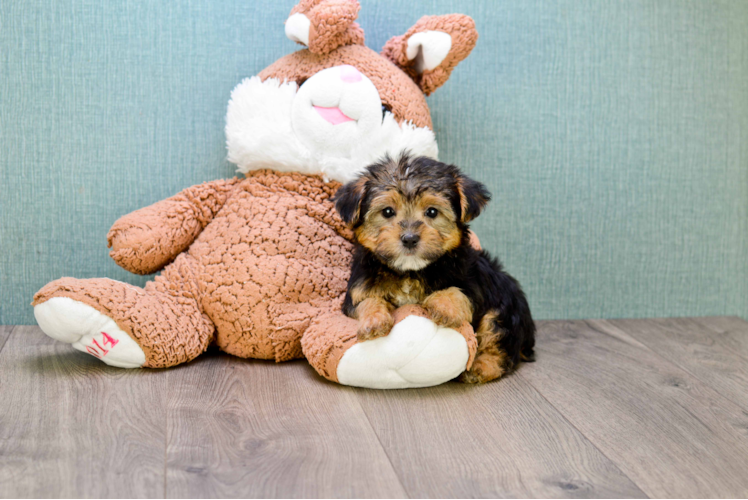 Little Yorkie Designer Puppy