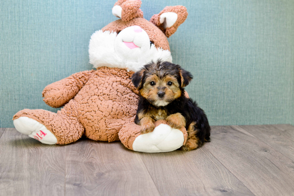 Little Yorkie Designer Puppy