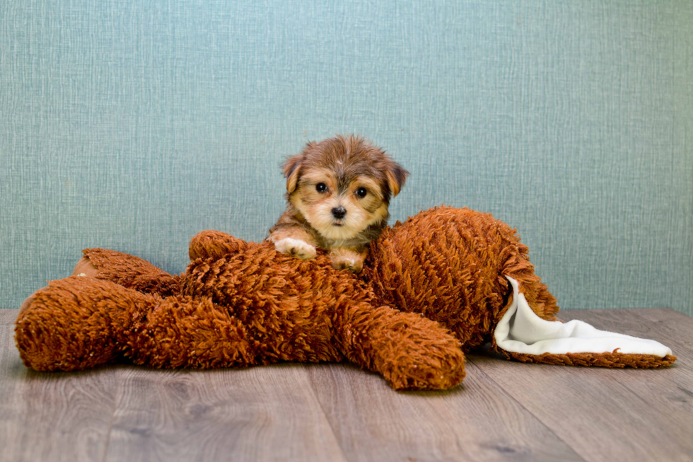 Morkie Pup Being Cute