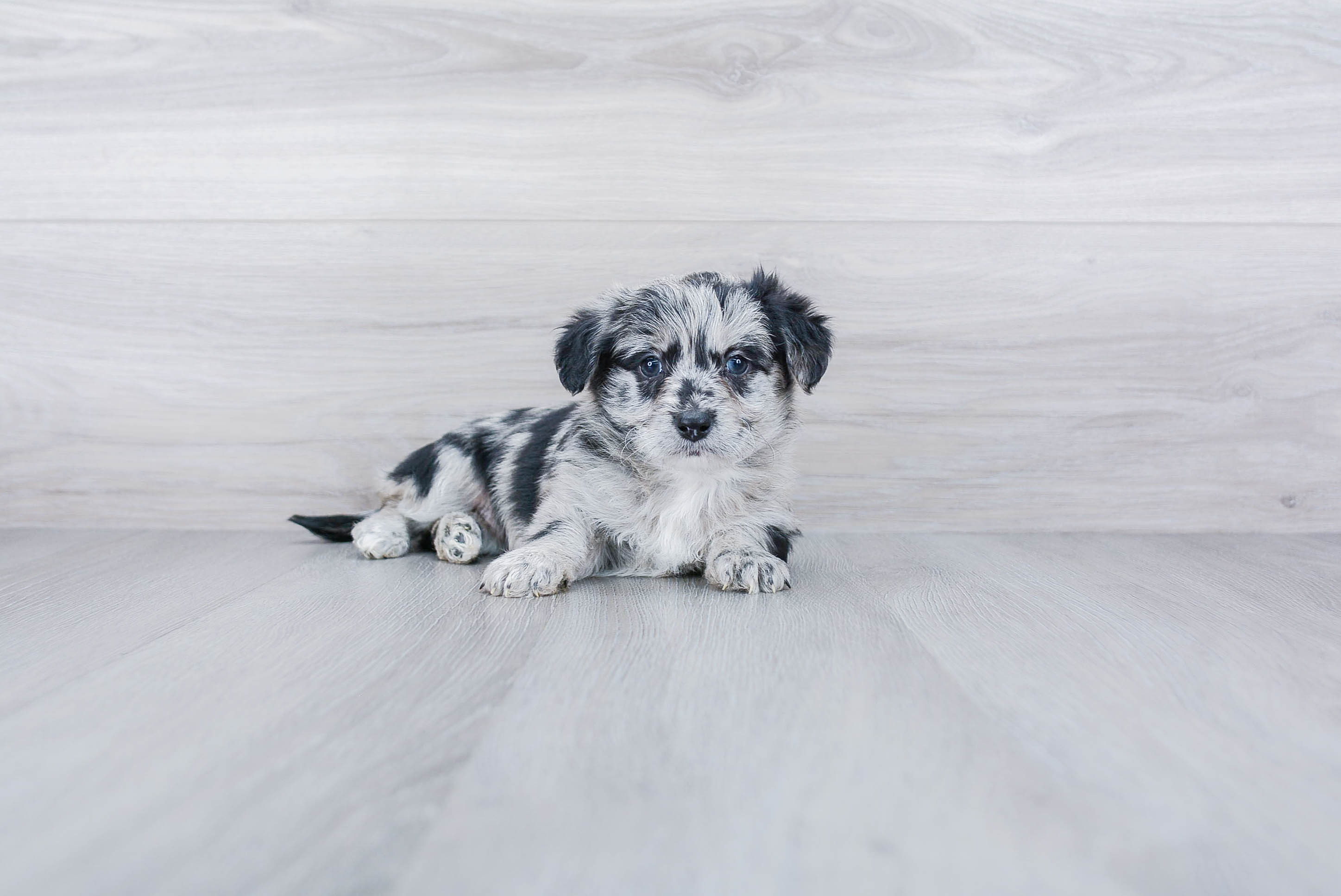 Playful Aussiepoo Poodle Mix Puppy