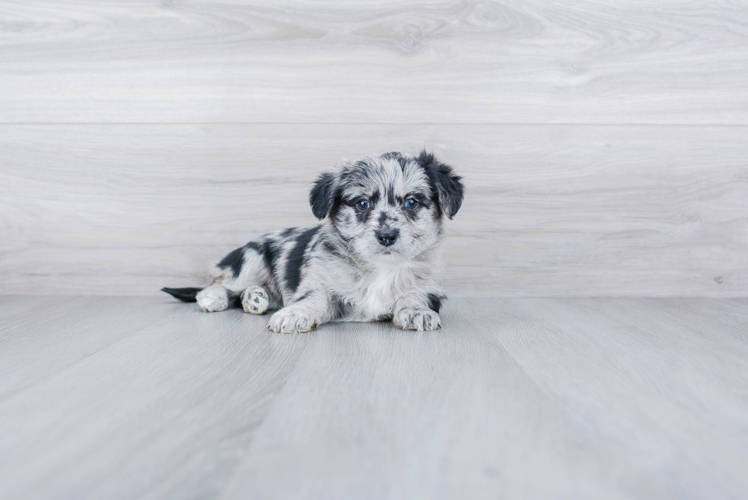 Playful Aussiepoo Poodle Mix Puppy