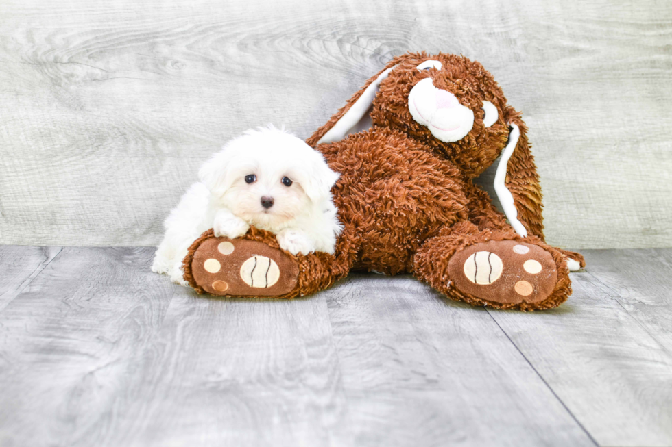 Maltese Pup Being Cute