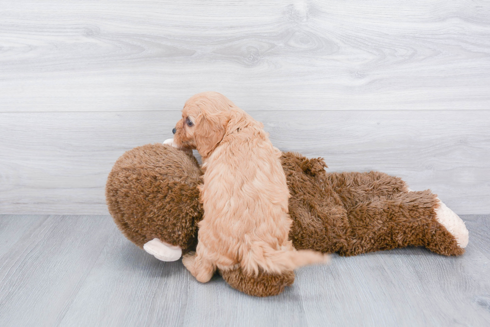 Sweet Cavapoo Baby