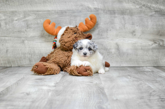 Playful Pomeranian Purebred Pup