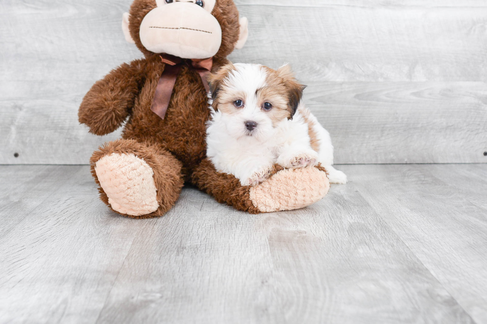 Popular Teddy Bear Designer Pup