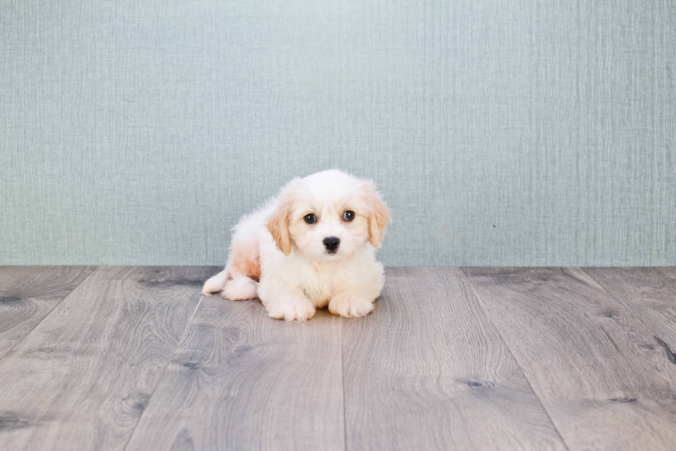 Happy Cavachon Baby