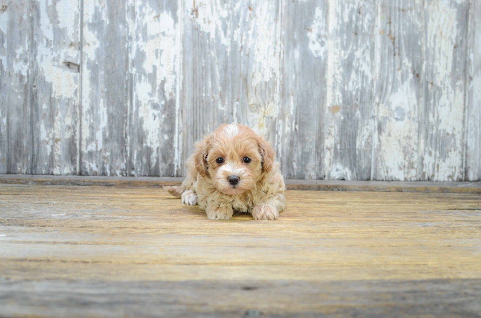 Happy Maltipoo Baby