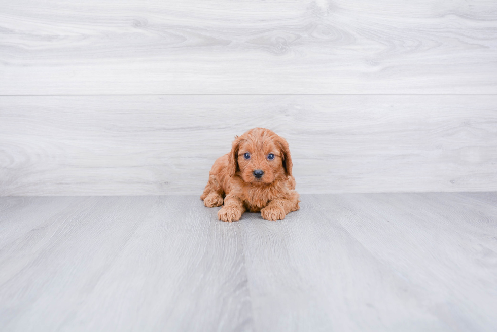 Small Cavapoo Baby